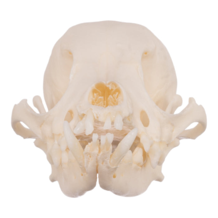 Real Domestic Dog Skull - Periodontal