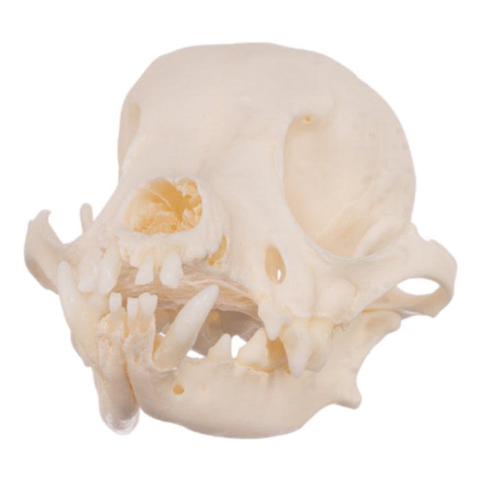 Real Domestic Dog Skull - Periodontal