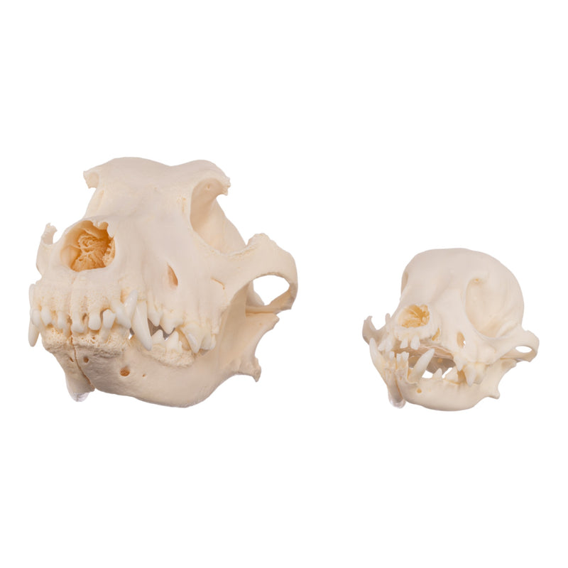 Real Domestic Dog Skull - Periodontal