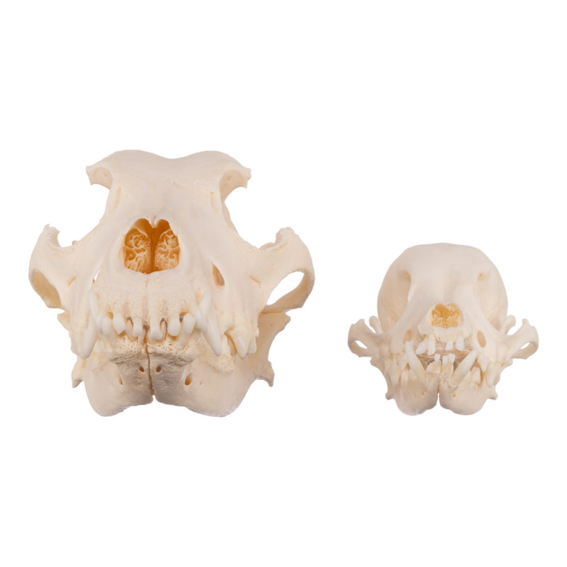 Real Domestic Dog Skull - Periodontal