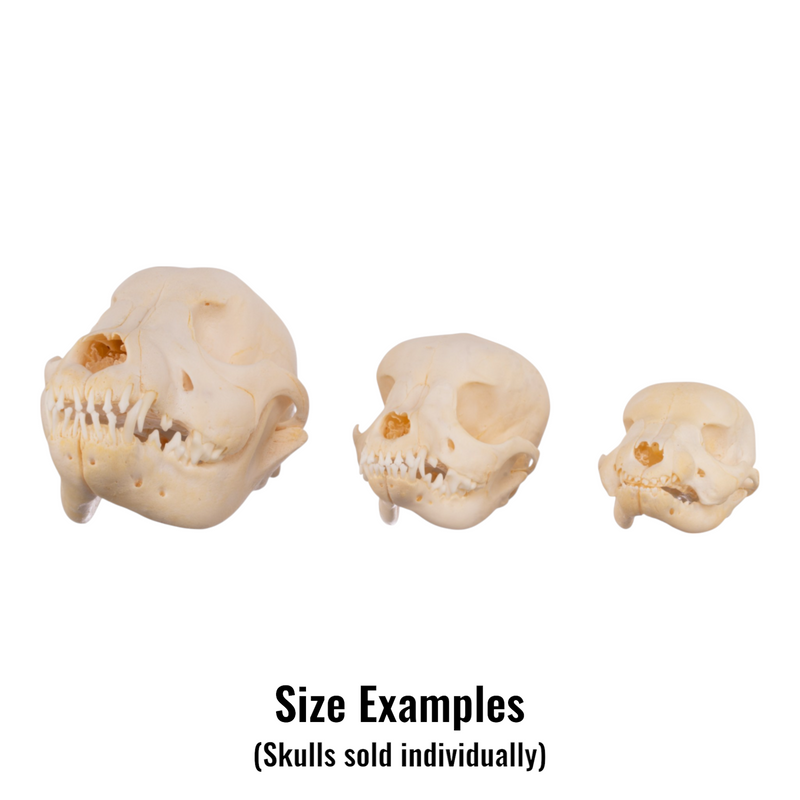Real Domestic Dog Skull - Puppy