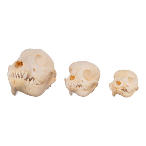 Real Domestic Dog Skull - Puppy