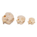 Real Domestic Dog Skull - Puppy