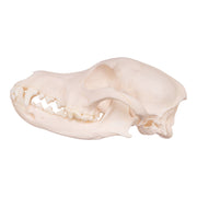 Real Domestic Dog Skull - Miniature Pinscher