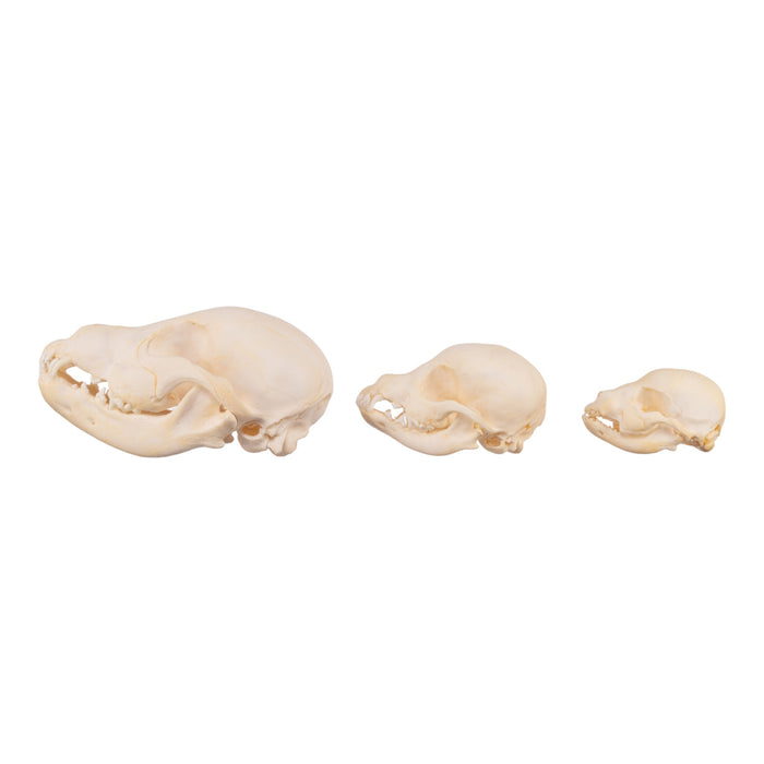 Real Domestic Dog Skull - Puppy