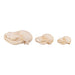 Real Domestic Dog Skull - Puppy