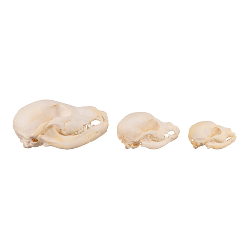 Real Domestic Dog Skull - Puppy