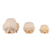 Real Domestic Dog Skull - Puppy