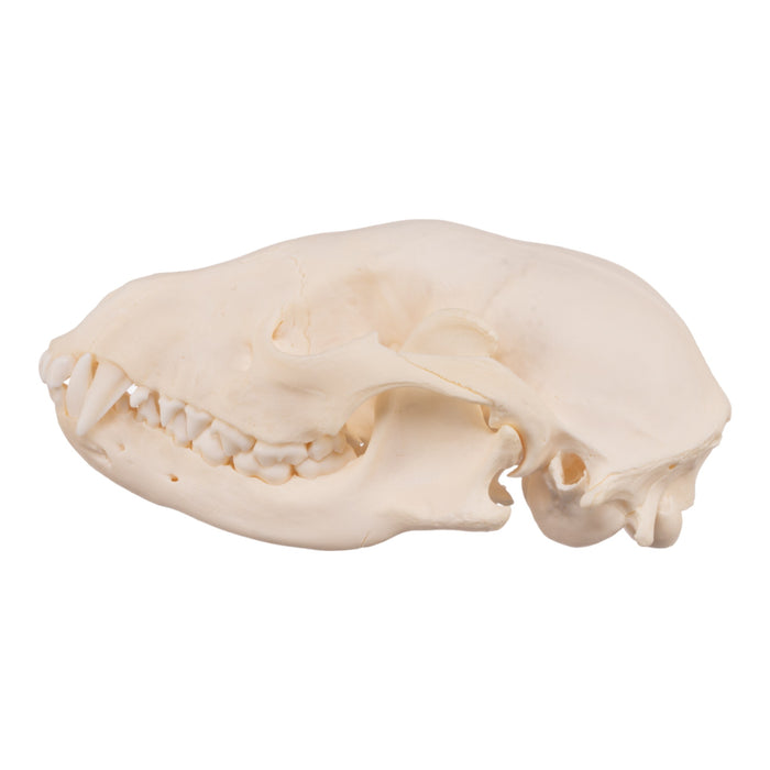 Real Raccoon Skull