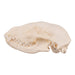 Real Raccoon Skull
