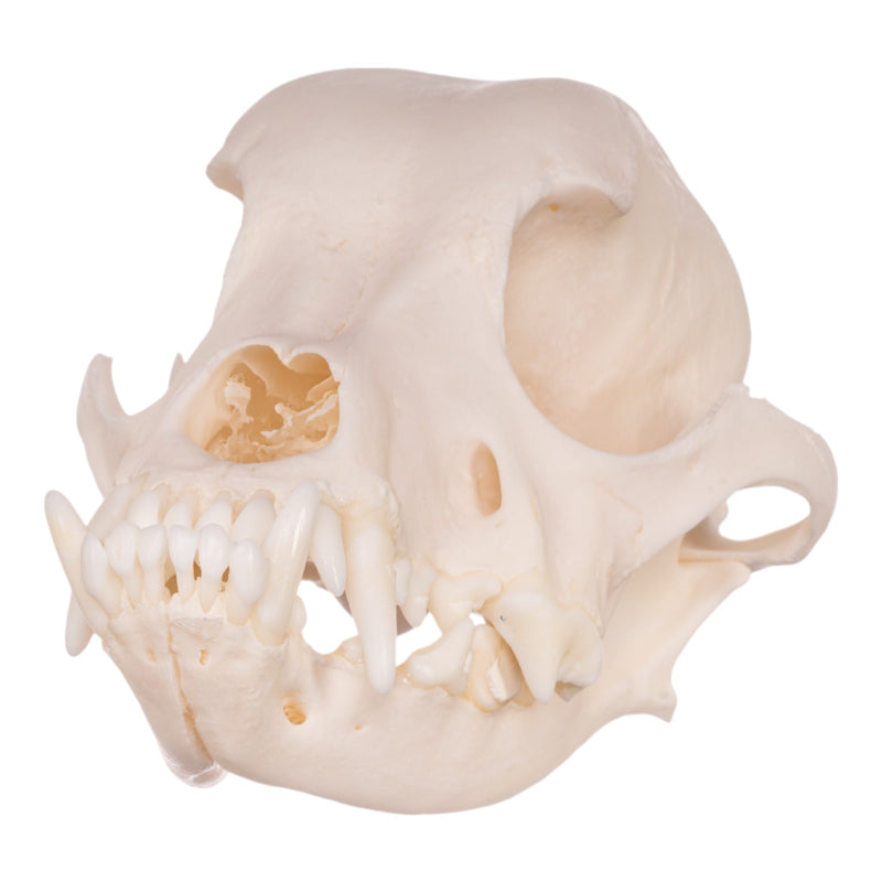 Real Domestic Dog Skull - Maltese