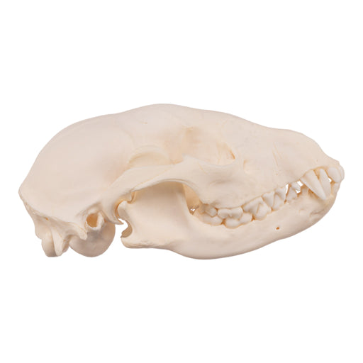 Real Raccoon Skull