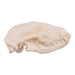 Real Raccoon Skull