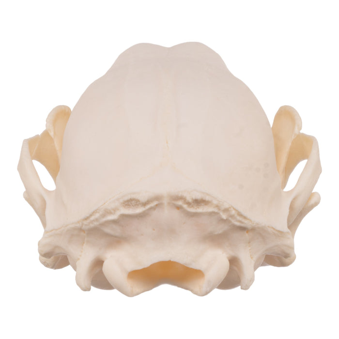 Real Raccoon Skull