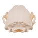 Real Raccoon Skull