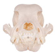 Real Domestic Dog Skull - Maltese