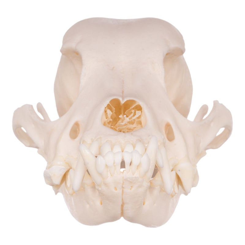 Real Domestic Dog Skull - Maltese