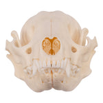 Real Raccoon Skull For Sale — Skulls Unlimited International, Inc.