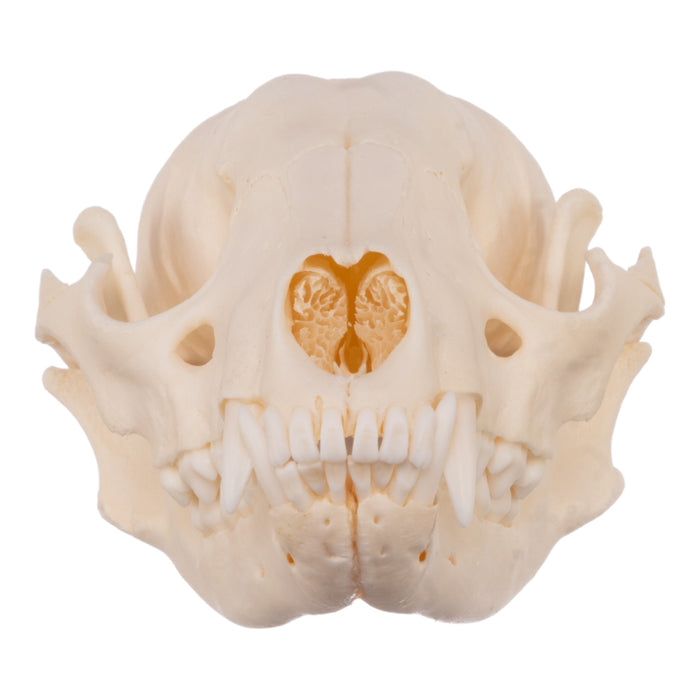 Real Raccoon Skull