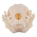 Real Raccoon Skull