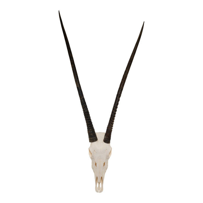 Real Gemsbok Skull