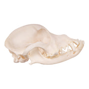 Real Domestic Dog Skull - Maltese