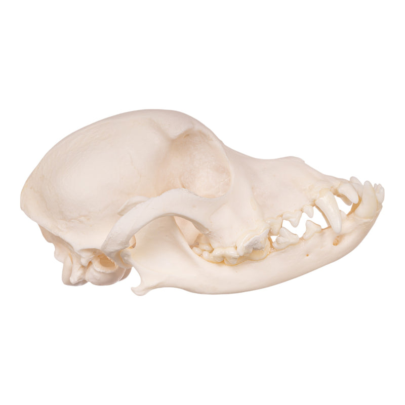 Real Domestic Dog Skull - Maltese