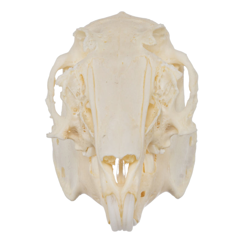 Real European Rabbit Skull