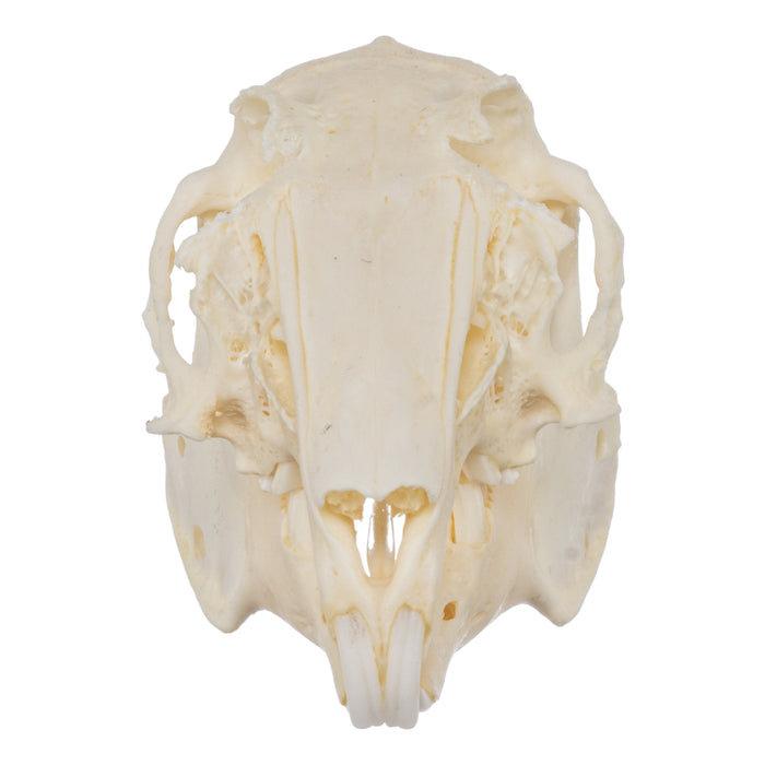 Real European Rabbit Skull