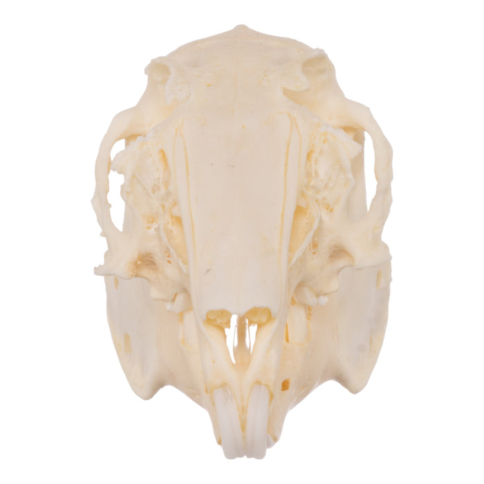 Real Domestic European Rabbit Skull