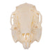 Real Domestic European Rabbit Skull