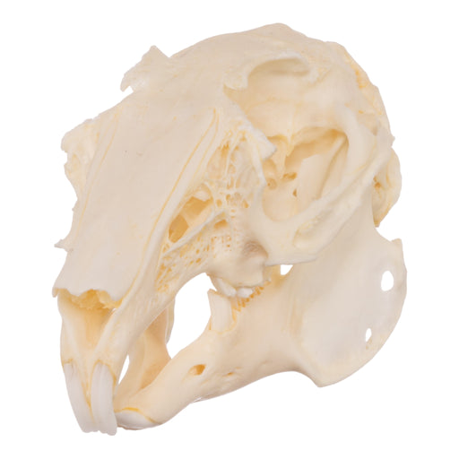 Real Domestic European Rabbit Skull