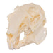 Real Domestic European Rabbit Skull