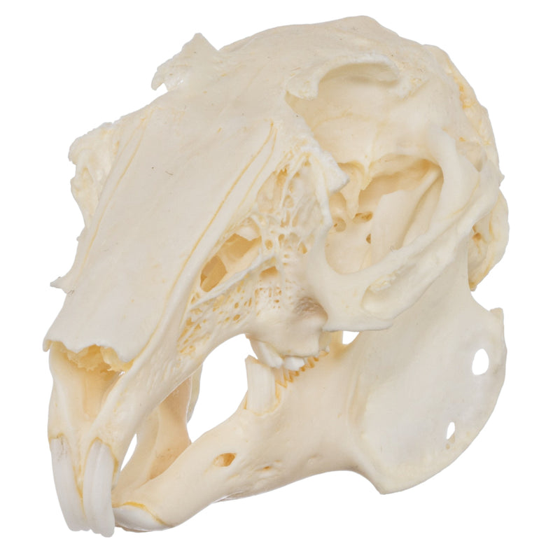 Real European Rabbit Skull