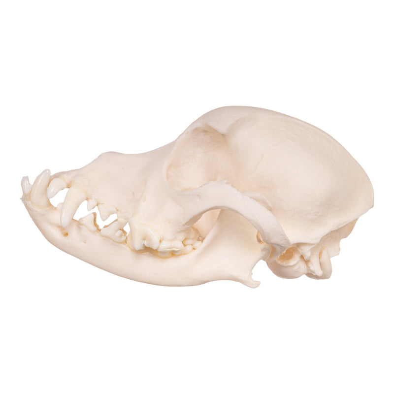 Real Domestic Dog Skull - Maltese