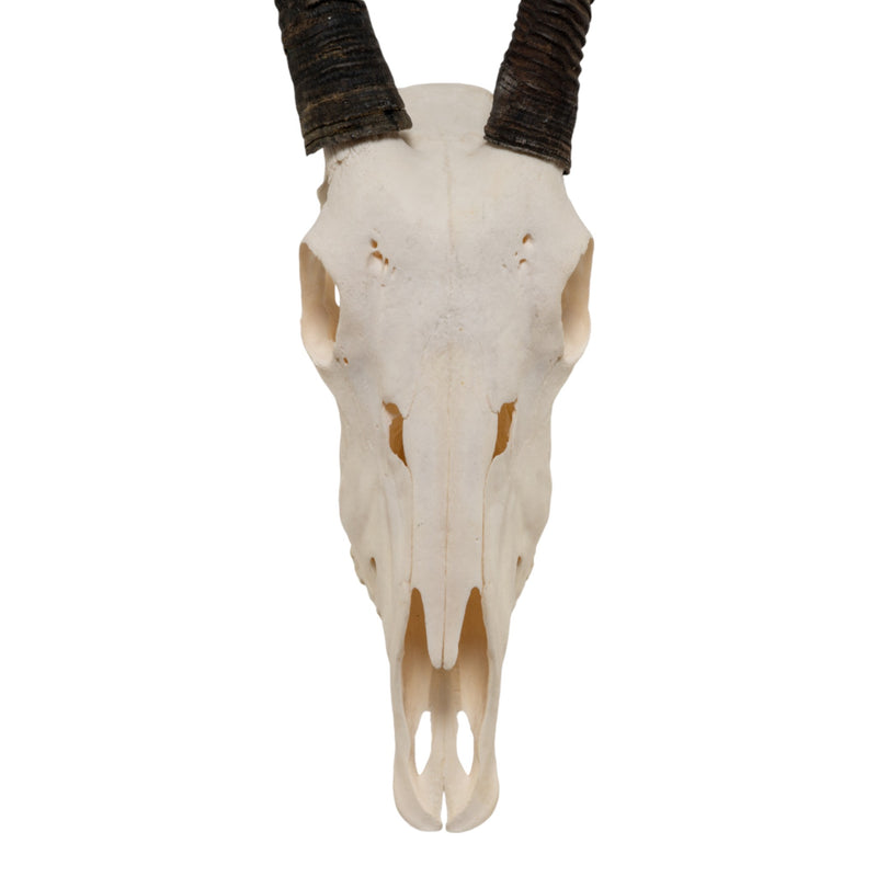 Real Gemsbok Skull