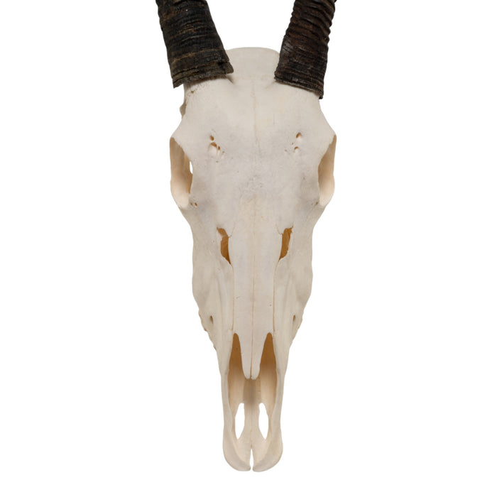 Real Gemsbok Skull