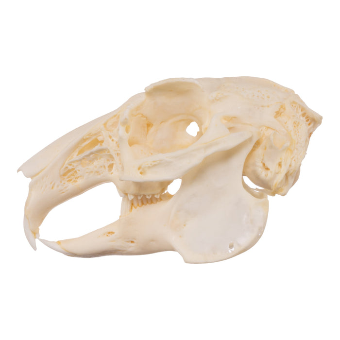 Real Domestic European Rabbit Skull
