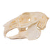 Real Domestic European Rabbit Skull