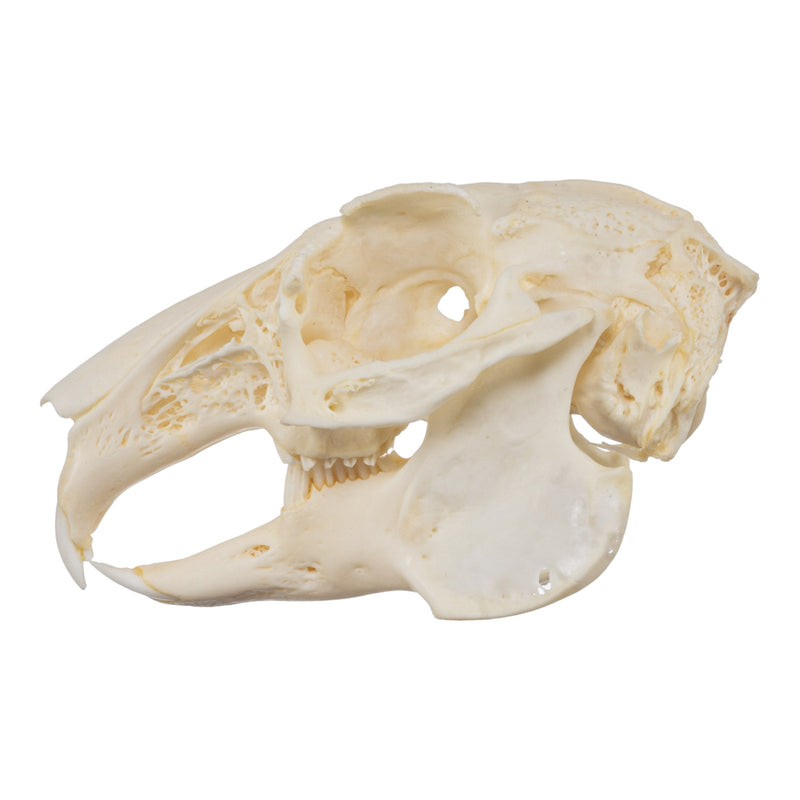 Real European Rabbit Skull