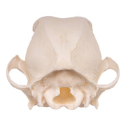 Real Domestic Dog Skull - Maltese