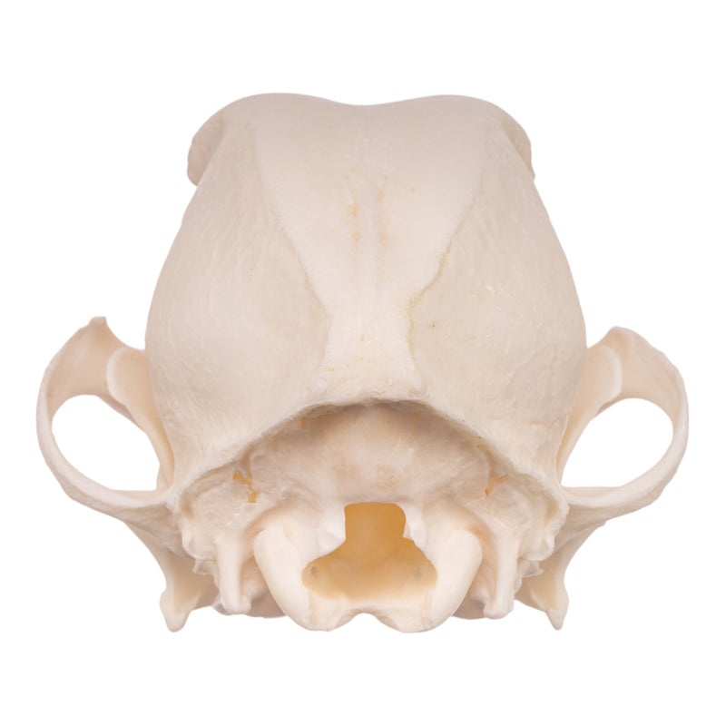 Real Domestic Dog Skull - Maltese