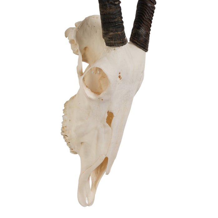 Real Gemsbok Skull