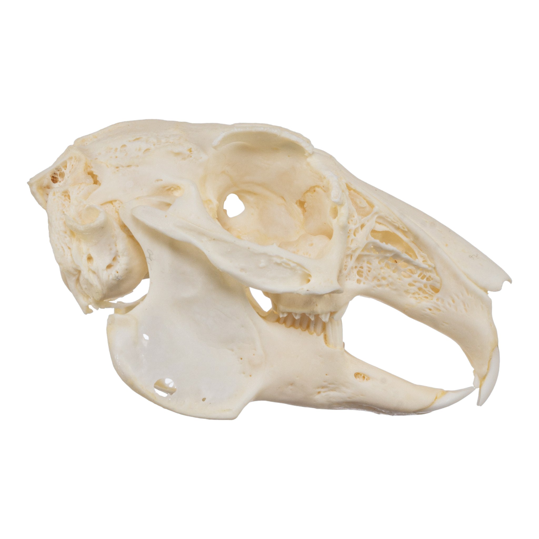 ロエン Roen skull cap archive rabbitfur ☠︎ Real Domestic European Rabbit Skull For Sale — Skulls Unlimited