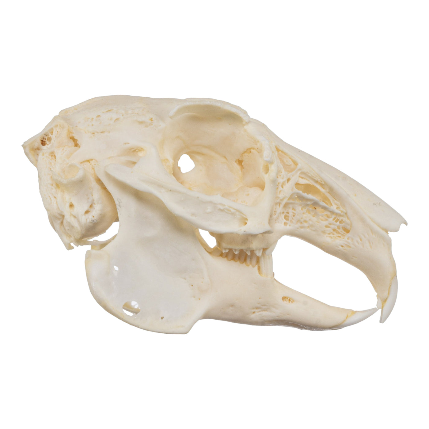Real Domestic European Rabbit Skull For Sale — Skulls Unlimited ...