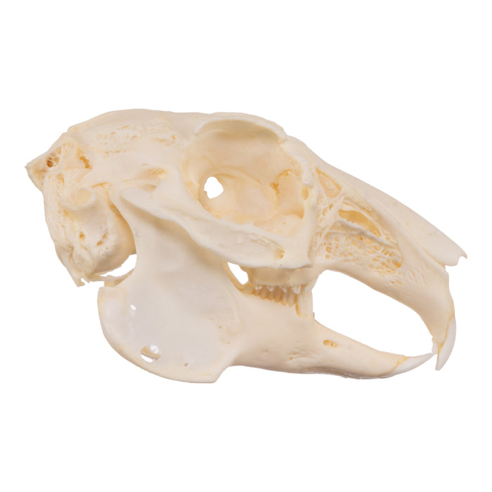 Real Domestic European Rabbit Skull