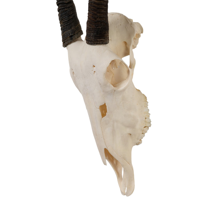 Real Gemsbok Skull