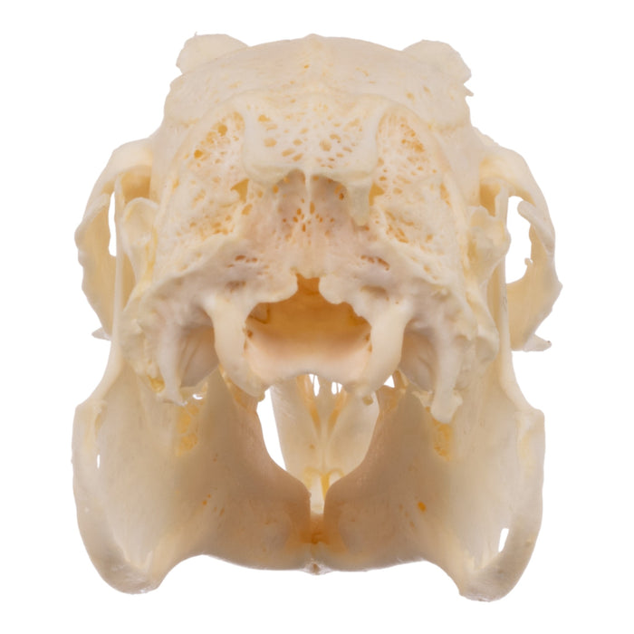 Real Domestic European Rabbit Skull
