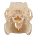 Real Domestic European Rabbit Skull