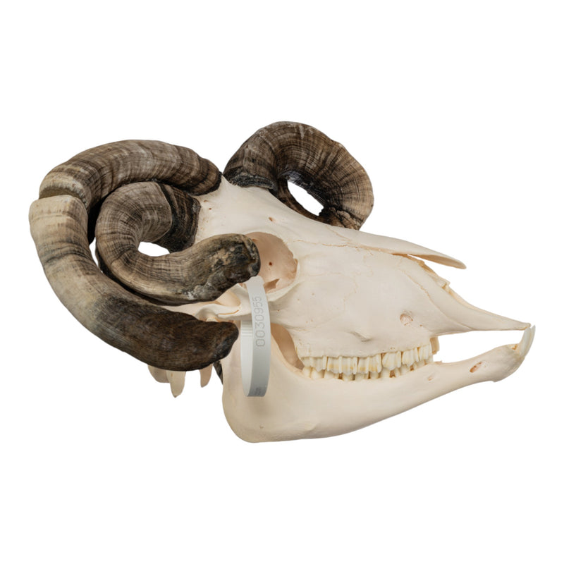 Real Four-horned Jacob Sheep Skull